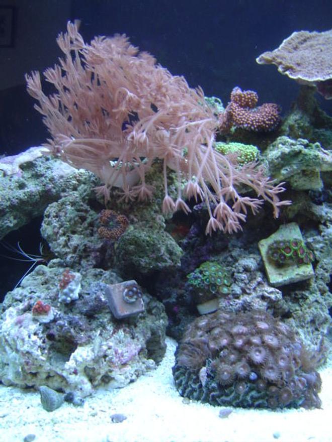 corals inverts - heteroxenia sp. - heteroxenia polyp stocking in 55 gallons tank - Zoanthus Garden.