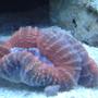 corals inverts - lobophyllia hemprichii - brain coral, lobophyllia stocking in 55 gallons tank - Lobo