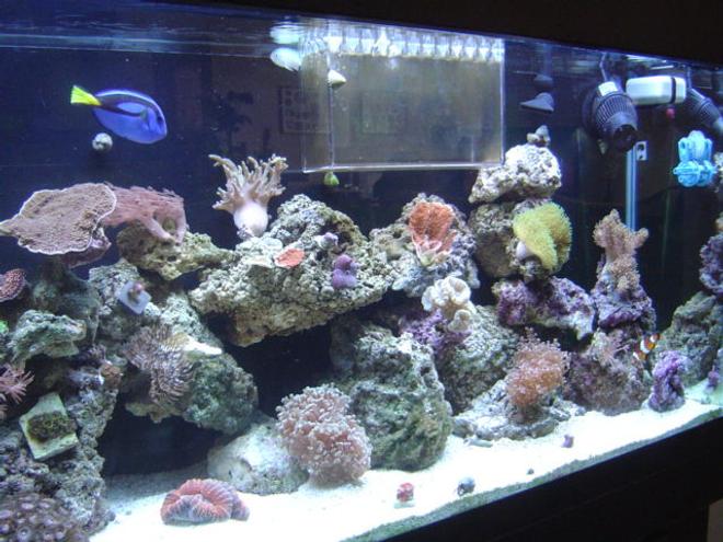 55 gallons reef tank (mostly live coral and fish) - FTS