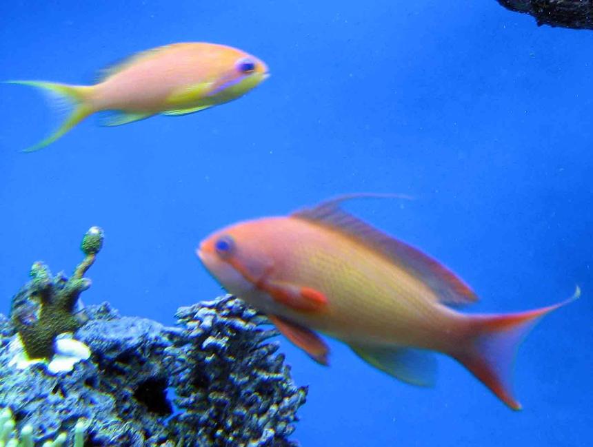 Rated #20: Saltwater Fish - Pseudanthias Squamipinnis - Lyretail Anthias Stocking In 120 Gallons Tank - male and female lyre-tail Anthia