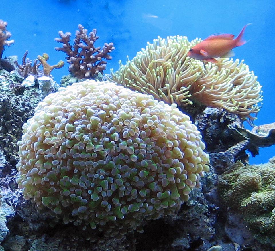corals inverts - euphyllia paradivisa - frogspawn coral stocking in 120 gallons tank - Torch and Frogspawn