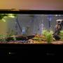 75 gallons freshwater fish tank (mostly fish and non-living decorations) - 3 Angelfish, 7 Bleeding Heart Tetras, 10 Black Phantom Tetras, 3 Pictus Catfish, 2 Hi Fin Plecostumus, between 5-15 Ghost Shrimp