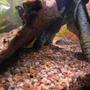 fish tank picture - 75 gallon amazonia. Pictus hanging out behind the driftwood.