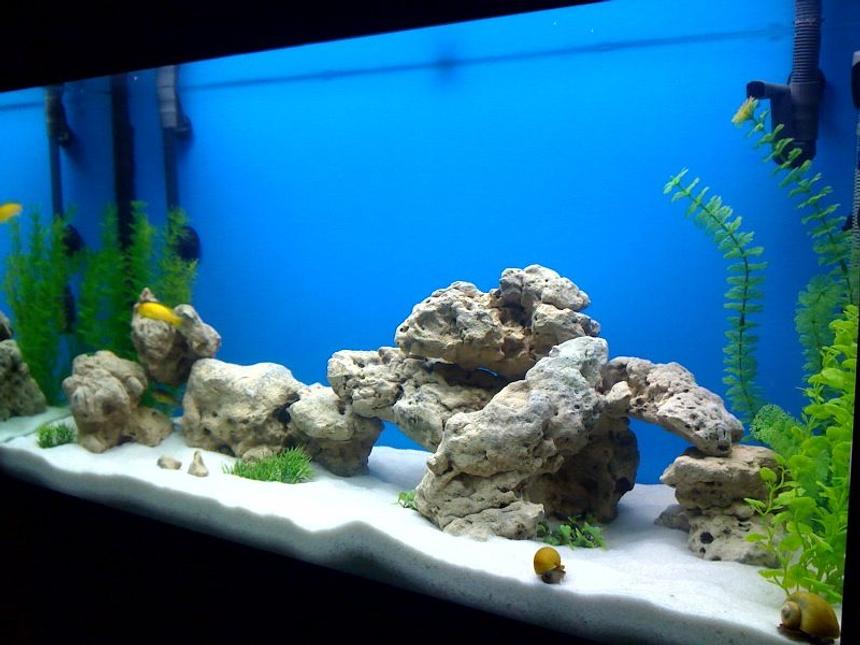Rated #121: 50 Gallons Freshwater Fish Tank - 50 gallon, fluval 305, 200 watt heater, lime stone rock, silica sand and fake plants