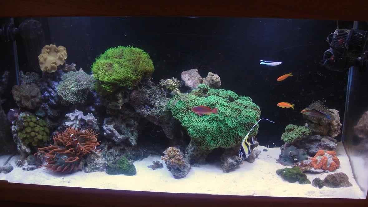 90 gallons reef tank (mostly live coral and fish) - 2010 reef