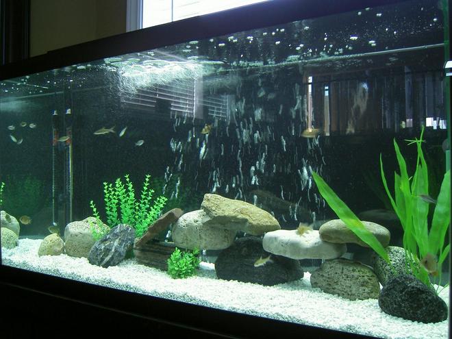 90 gallons freshwater fish tank (mostly fish and non-living decorations) - My 90 Gal Freshwater Tank