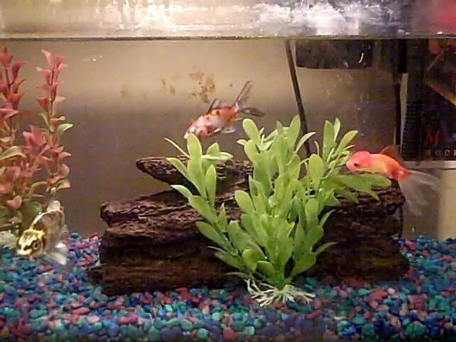 10 gallons freshwater fish tank (mostly fish and non-living decorations) - 10 gallon aquarium tank with an Eleven-inch swin through log with one medium and one large sized fake plants.

1 Fancy Goldfish
1 Shubunkin
1 Ghost Koi