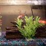 10 gallons freshwater fish tank (mostly fish and non-living decorations) - 10 gallon aquarium tank with an Eleven-inch swin through log with one medium and one large sized fake plants. 1 Fancy Goldfish 1 Shubunkin 1 Ghost Koi