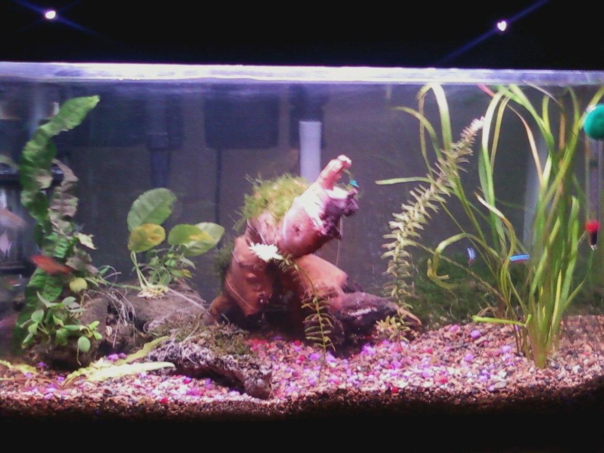 10 gallons planted tank (mostly live plants and fish) - my ten gallon tank anubias nana and broadleaf, christmas java and flame moss, crypts and java fern
