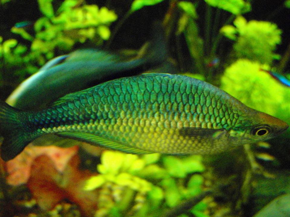 freshwater fish - melanotaenia splendida - australian rainbow stocking in 75 gallons tank - More rainbows, this one has the best flashes when he tries to sweet talk his lady friends.