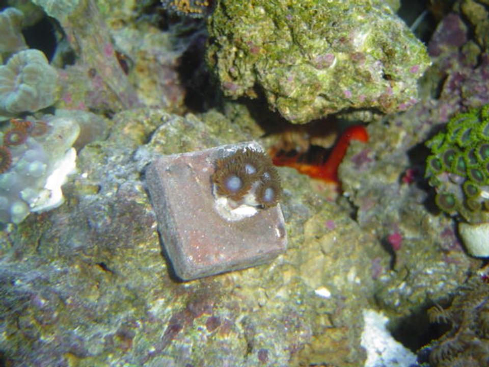 corals inverts - zoanthis sp. - tubs blue zoanthids stocking in 55 gallons tank - Blue Tubbs Zoas