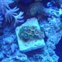 corals inverts - watermelon zoas stocking in 55 gallons tank - Whammin watermelon Zoas and Green Bay Packer Zoas.