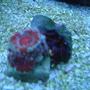 corals inverts - acanthastrea lordhowensis - aussie lord stocking in 55 gallons tank - Acan