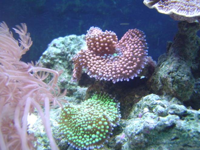 corals inverts - ricordea florida - ricordea mushroom stocking in 55 gallons tank - Tri-color Florida Ric,Neon Green Florida Ric.