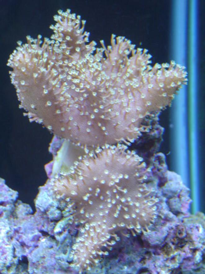 corals inverts - lobophytum sp. - devil's hand leather coral stocking in 55 gallons tank - Devils Hand.