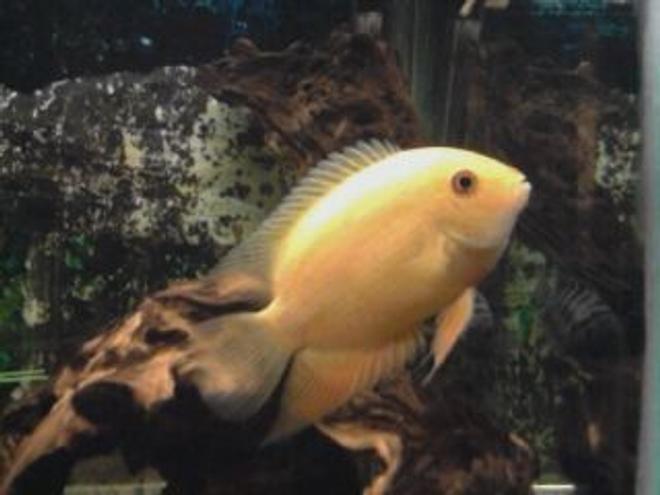 freshwater fish - heros serverus - gold severum stocking in 55 gallons tank - golden sevrum