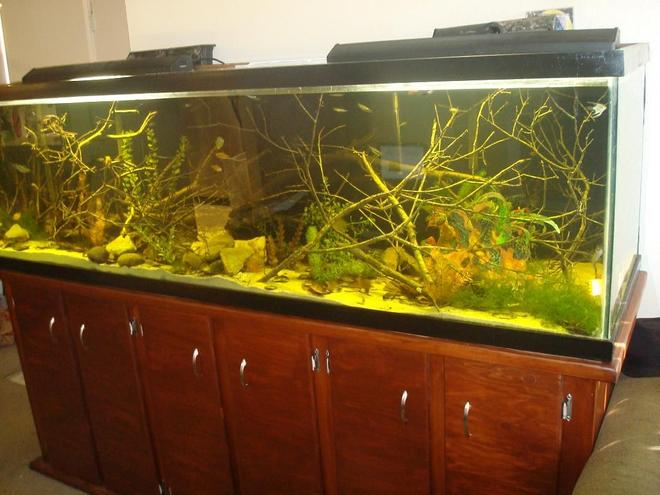 280 gallons freshwater fish tank (mostly fish and non-living decorations) - 280 Gallon black water aquarium