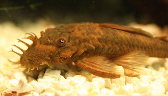 freshwater fish - ancistrus sp. - bushy nose pleco l-144 stocking in 90 gallons tank - Bristlenose Plecostomus