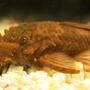 freshwater fish - ancistrus sp. - bushy nose pleco l-144 stocking in 90 gallons tank - Bristlenose Plecostomus