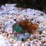 corals inverts - euphyllia glabrescens - torch coral stocking in 10 gallons tank - Euphyllia grablescens