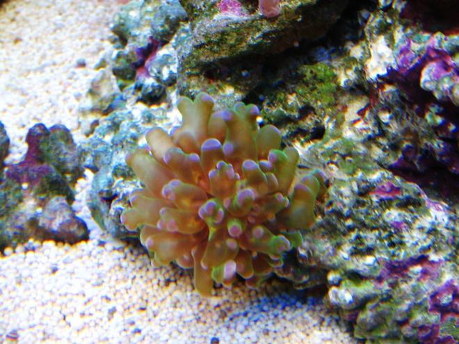 corals inverts - euphyllia glabrescens - torch coral stocking in 10 gallons tank - Euphyllia grablescens