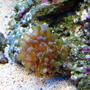 corals inverts - euphyllia glabrescens - torch coral stocking in 10 gallons tank - Euphyllia grablescens