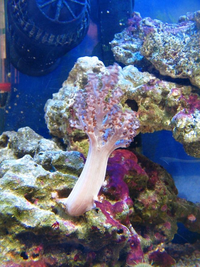 corals inverts - capnella sp. - kenya tree coral stocking in 10 gallons tank - Kenya tree