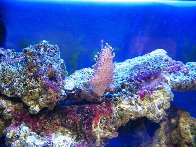 corals inverts - sarcophyton glaucum - common toadstool coral stocking in 10 gallons tank - small leather coral