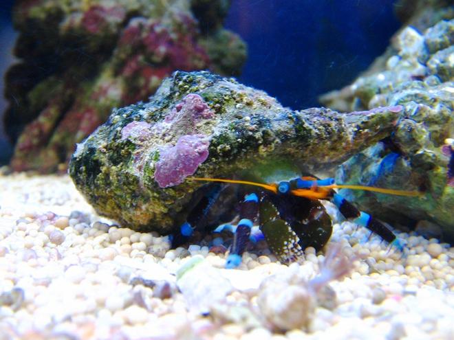 corals inverts - calcinus elegans - electric blue hermit crab stocking in 10 gallons tank - Electric blue legged hermit crab