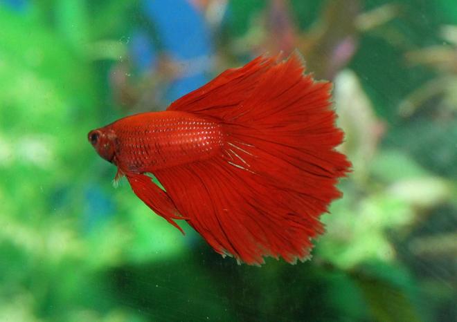 freshwater fish - betta splendens - crown tail betta stocking in 90 gallons tank - Crowntail Betta