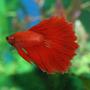 freshwater fish - betta splendens - crown tail betta stocking in 90 gallons tank - Crowntail Betta