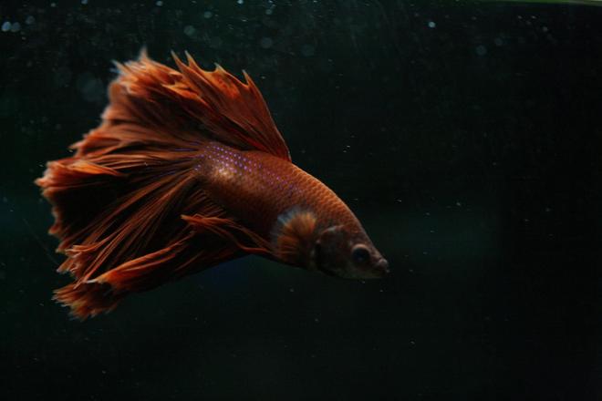 freshwater fish - betta splendens - crown tail betta stocking in 90 gallons tank - Crowntail Betta