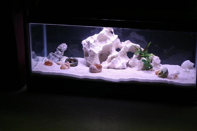 90 gallons freshwater fish tank (mostly fish and non-living decorations) - Neolamprologus Brevis..shelldwelling cichlids