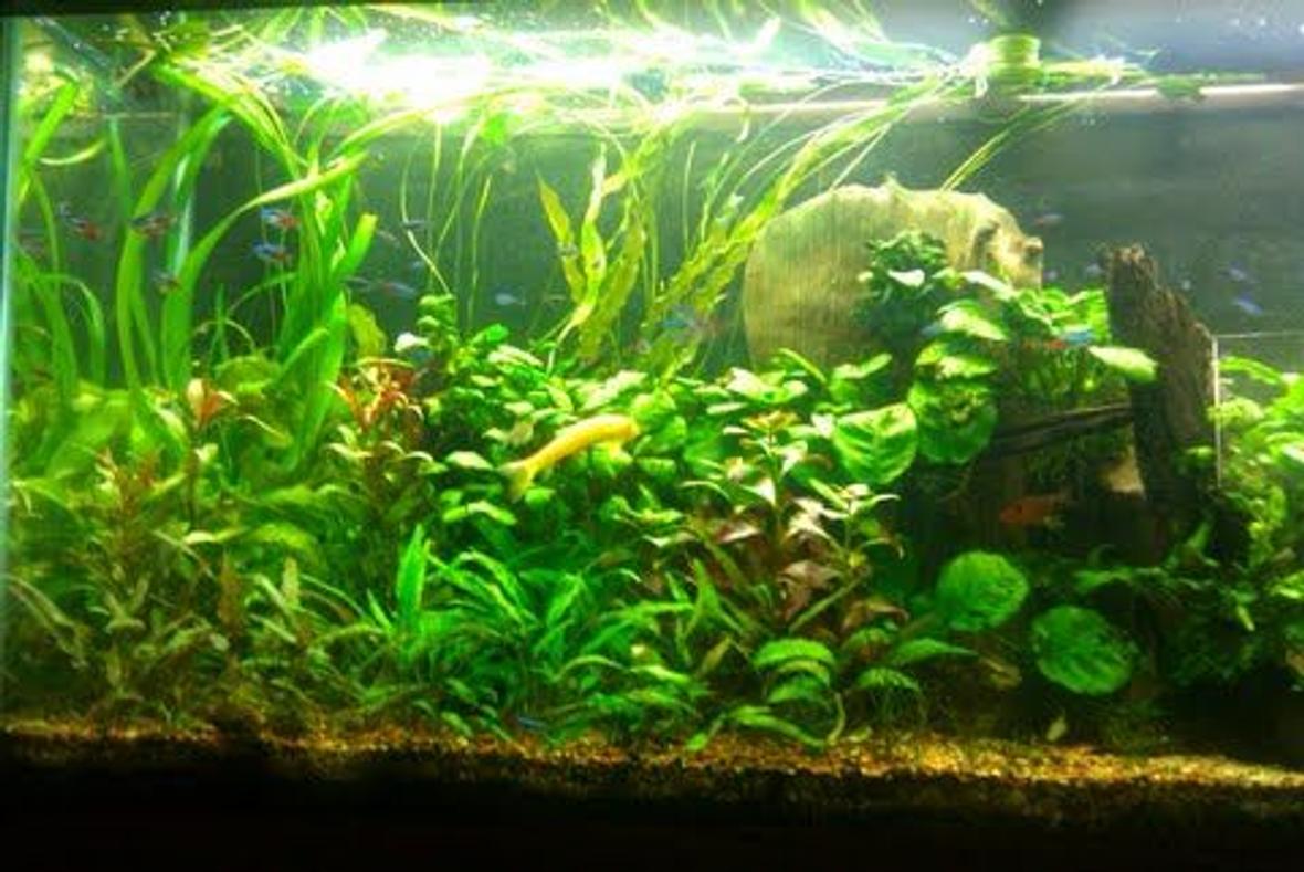 55 gallons planted tank (mostly live plants and fish) - Plants: Cryptocorynes,various aponogetons,java fern,dwarf hairgrass,anubias,pygmy chainswords,red ludwigia,marble queen sword,onion plants Fish: 45 green neons 30 neon tetras 4 red serpae tetra 1 rubberlip 5 otocinclus algae eater 1 golden algae eater 2 red cherry shrimp 6 purple tetras 1 pencilfish 1 SAE 1 bolivian ram 1 kribensis 3 yoyo loach