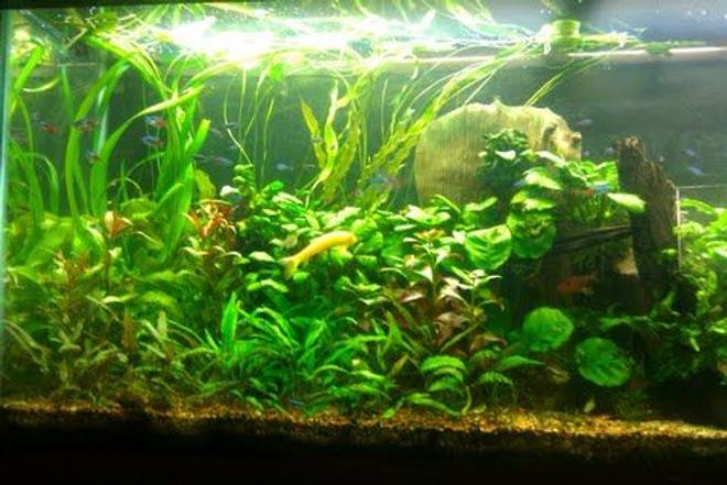 55 gallons planted tank (mostly live plants and fish) - Plants: 
Cryptocorynes,various aponogetons,java fern,dwarf hairgrass,anubias,pygmy chainswords,red ludwigia,marble queen sword,onion plants
Fish:
45 green neons
30 neon tetras
4 red serpae tetra
1 rubberlip
5 otocinclus algae eater
1 golden algae eater
2 red cherry shrimp
6 purple tetras
1 pencilfish
1 SAE
1 bolivian ram
1 kribensis
3 yoyo loach