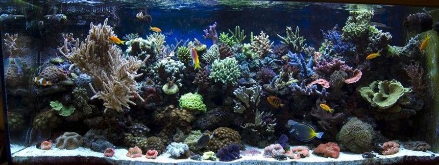 Rated #10: 540 Gallons Reef Tank - tank05