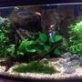 17 gallons planted tank (mostly live plants and fish) - .