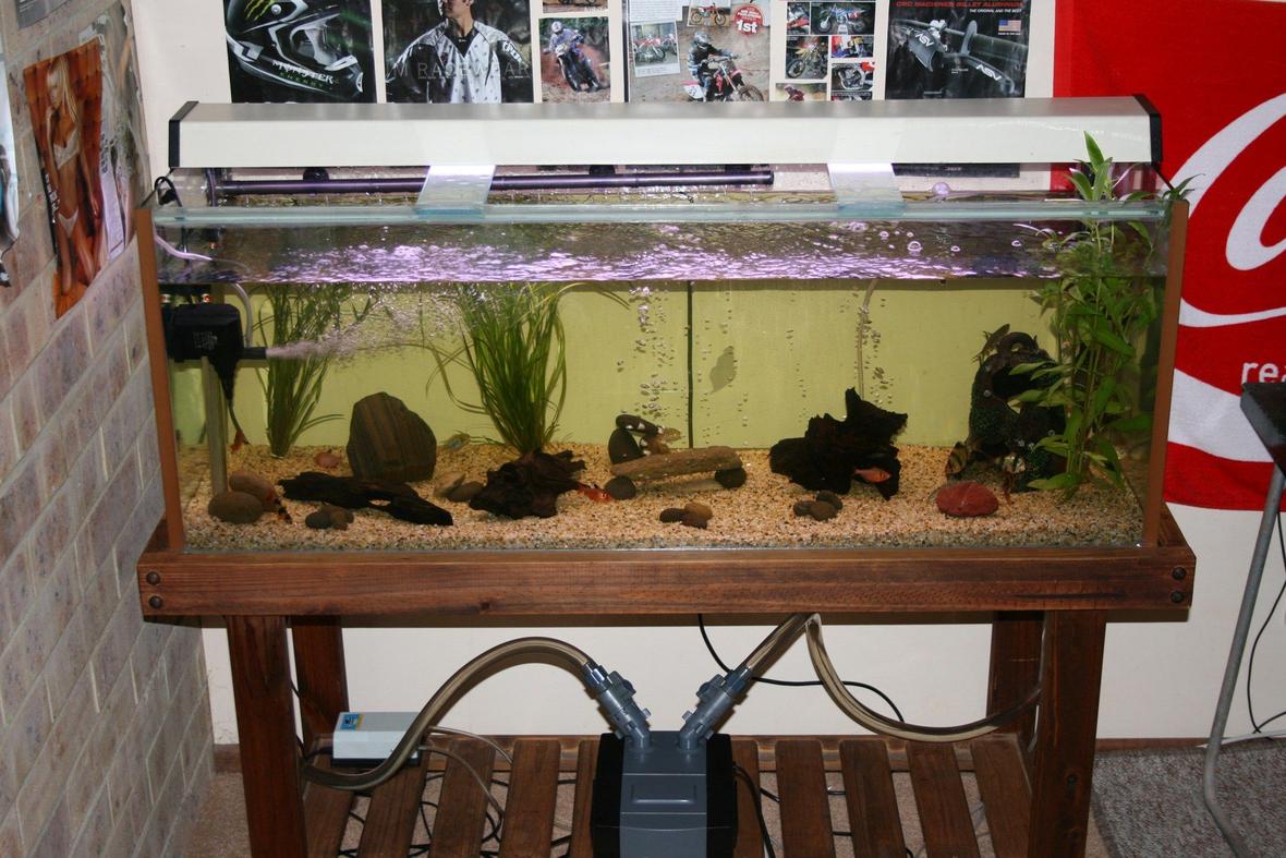55 gallons freshwater fish tank (mostly fish and non-living decorations) - A photo of my 4ft tropical aquarium