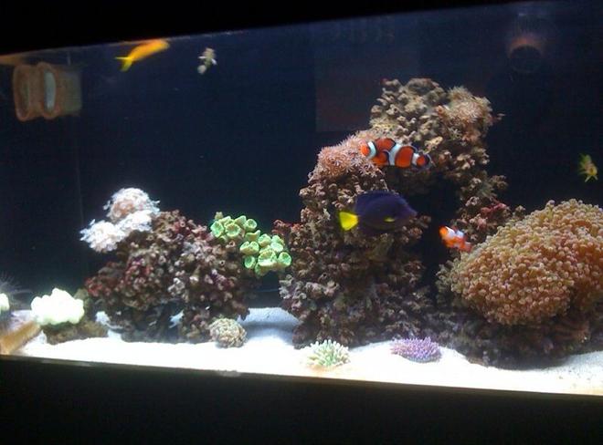 50 gallons reef tank (mostly live coral and fish) - My Reef Fish Tank