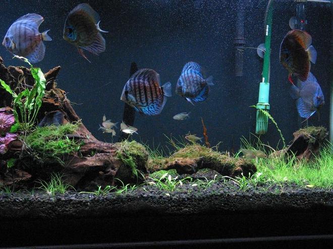 75 gallons planted tank (mostly live plants and fish) - Planted Discus Tank