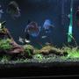 75 gallons planted tank (mostly live plants and fish) - Planted Discus Tank