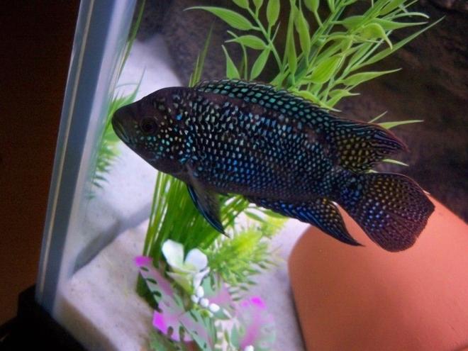 freshwater fish - nandopsis octofasciatum - jack dempsey stocking in 125 gallons tank - My Jack Dempsey