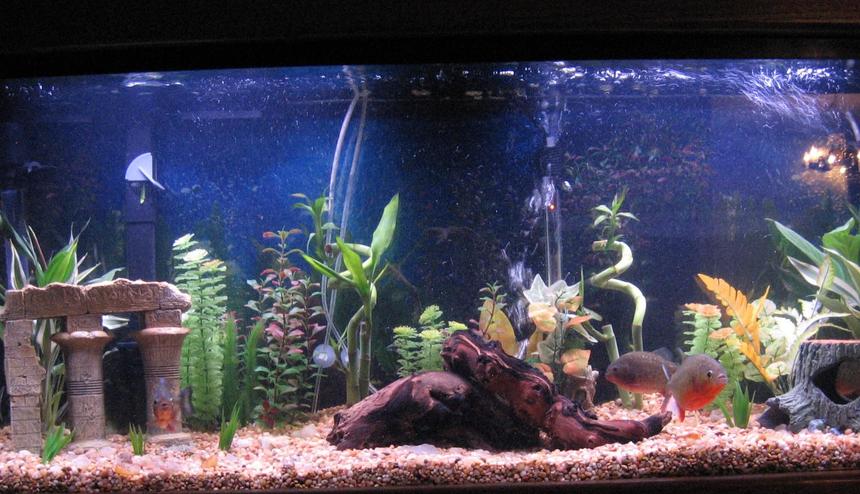 Rated #174: 55 Gallons Freshwater Fish Tank - 55 gallon allglass aquarium. 6 red belly piranha's ranging in size from 4 to 6 inchs and one clown pleco about 3 inches. small poished agate gravel, along with some larger agages that I collected from the calapooia river.