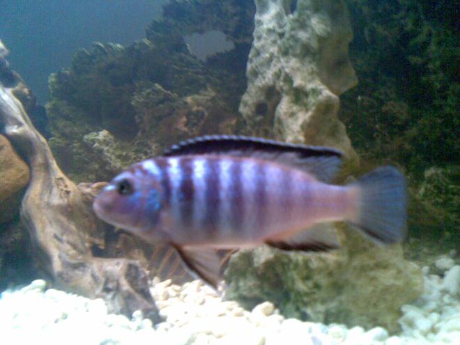 freshwater fish - metriaclima sp. - zebra chilumba stocking in 53 gallons tank - One of my cichlids