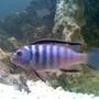 freshwater fish - metriaclima sp. - zebra chilumba stocking in 53 gallons tank - One of my cichlids