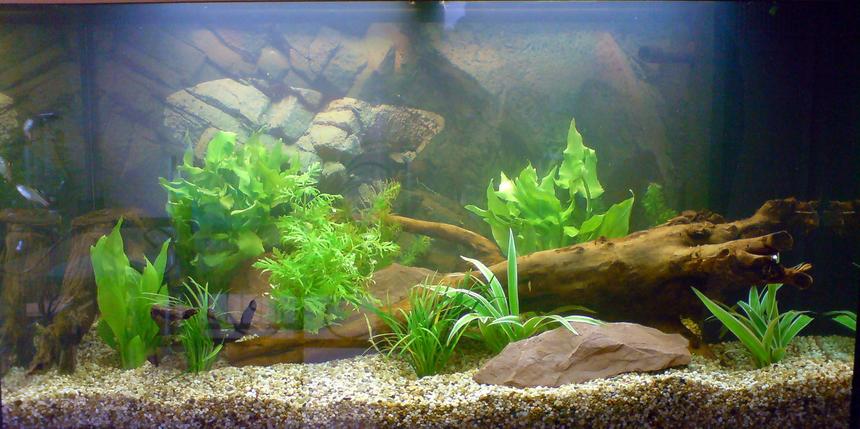 Rated #119: 32 Gallons Planted Tank - My planted tank