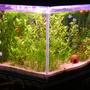 57 gallons planted tank (mostly live plants and fish) - by akyildiz