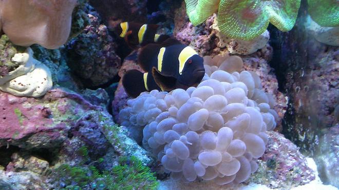 saltwater fish - premnas biaculeatus - yellowstripe maroon clownfish stocking in 65 gallons tank - Yellow Striped Maroon Clownfish - Pair