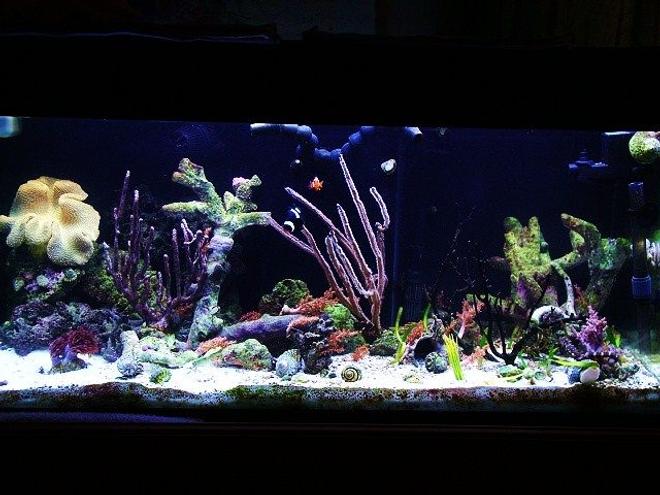 40 gallons reef tank (mostly live coral and fish) - Seahorse tank