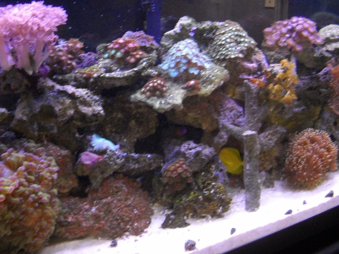 55 gallons reef tank (mostly live coral and fish) - The greatest hobby